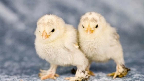 Where Can I Buy Chickens? 3 Genius Ideas!
