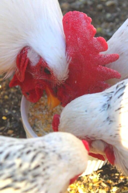 4 Ingredient Chamomile & Black Soldier Fly Larvae “Granola” Pampered