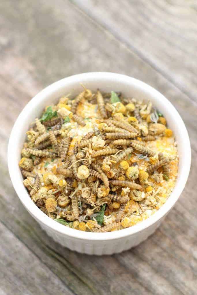 Chamomile & Black Soldier Fly Larvae “Granola” backyard chicken treat