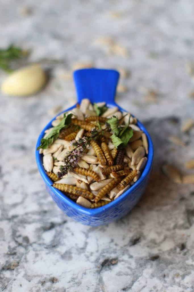 High Protein Treat For Backyard Chickens with mint