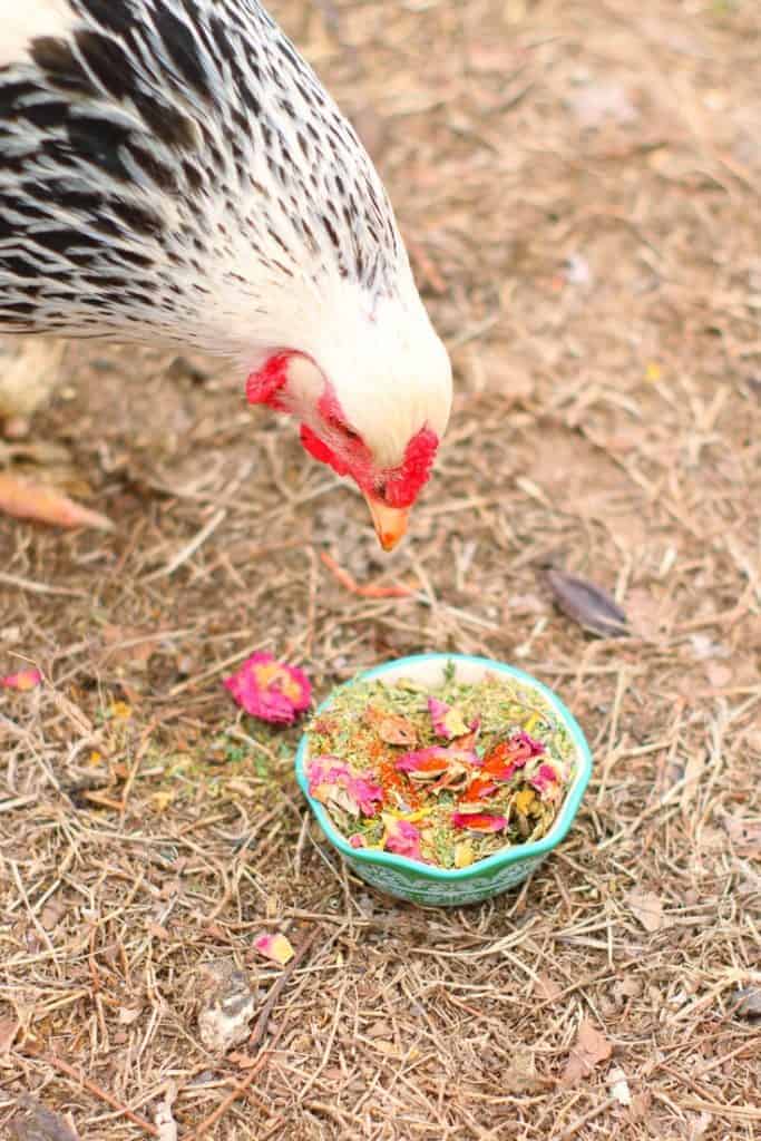 deworming herbal mix for backyard chickens