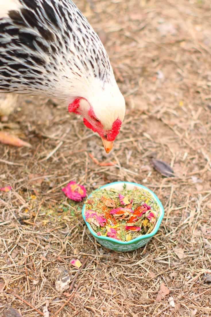 chickens eating deworming herb mix Pampered Chicken Mama 