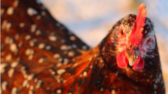 What’s Owning Speckled Sussex Chickens Like?
