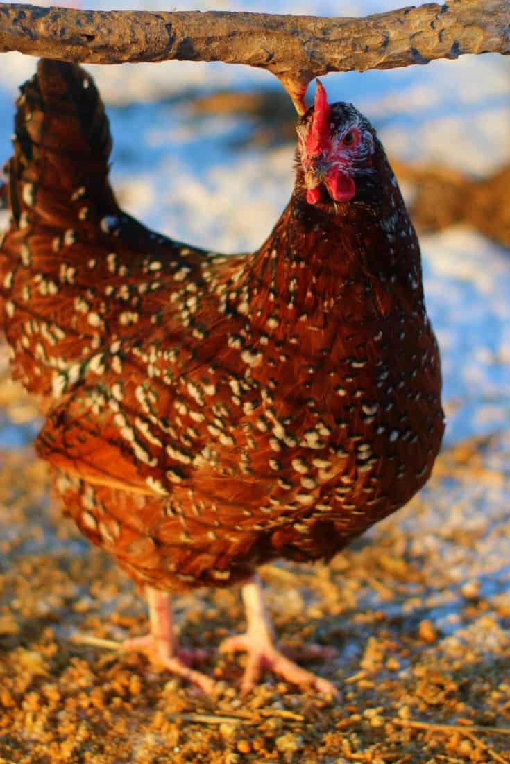Barnevelder Chickens For Sale Purely Poultry