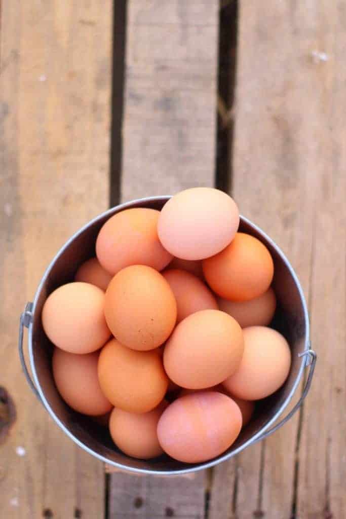 Brown speckled sussex chickens eggs