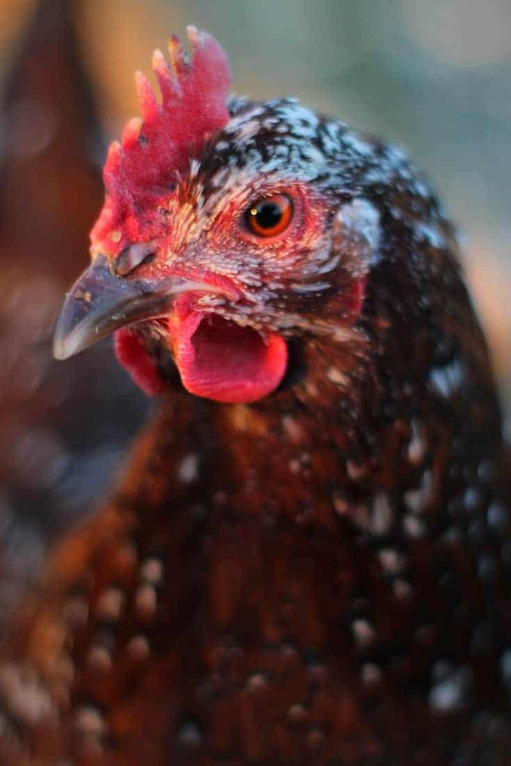 speckled sussex chickens