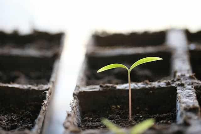 flower seedling in a pot ready for planting