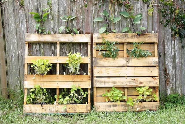 wooden pallet as used to grow veggies