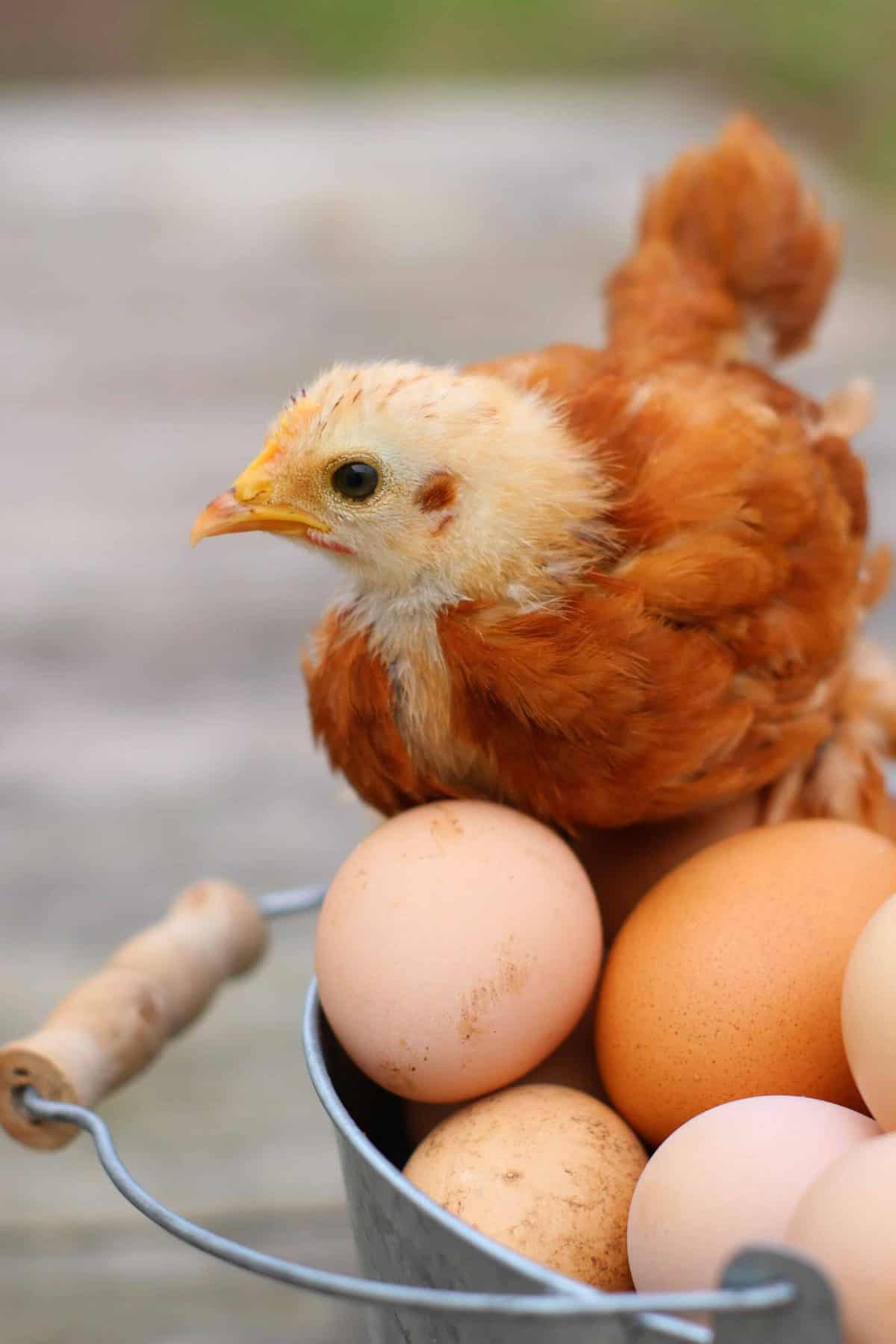 baby chicken sitting on eggs Pampered Chicken Mama Raising Backyard Chickens