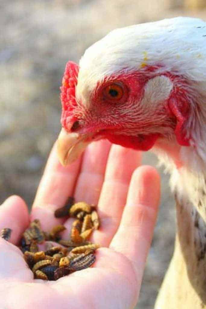 Backyard Chicken Eating Black Soldier Fly Larvae 1