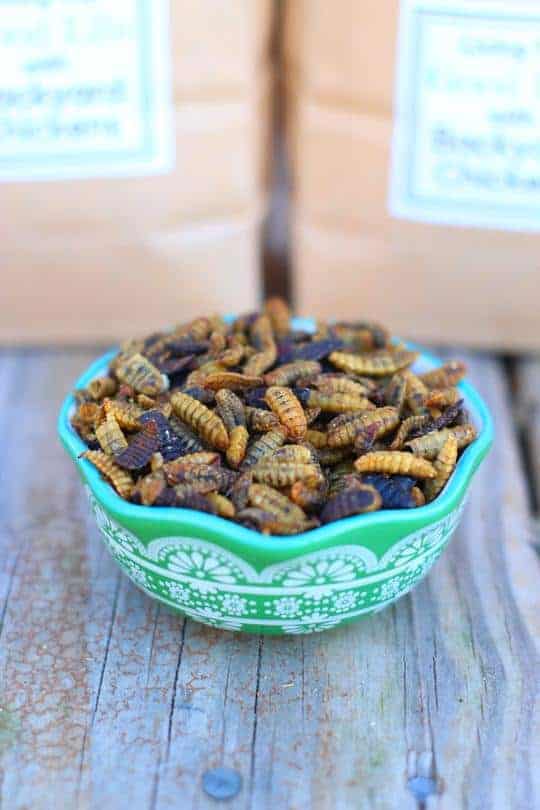 black soldier fly larvae for chickens in a bowl