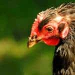 Why are my chicken’s feathers falling out?