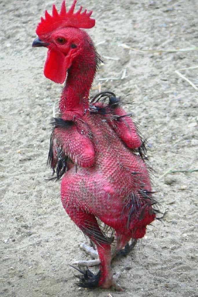 Chicken losing feathers completely? Here's what to do!