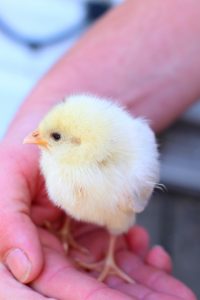 6 Ways To Sex Baby Chicks