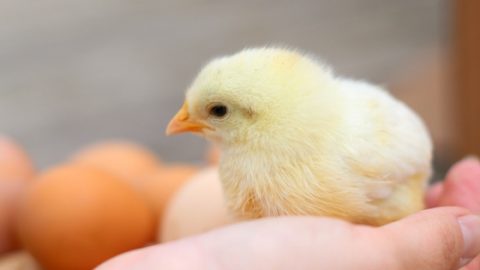 Do Chicks Need Mother Hens?