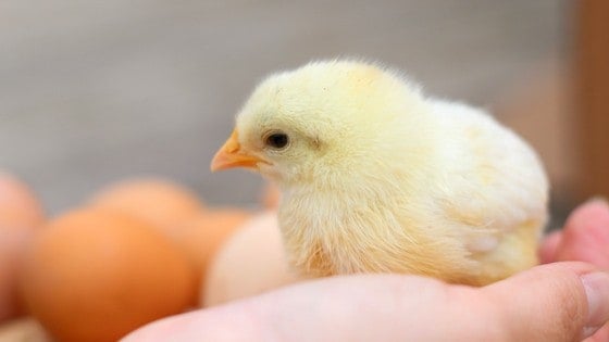 7 Ways To Sex Baby Chicks: Are They Roosters Or Hens??