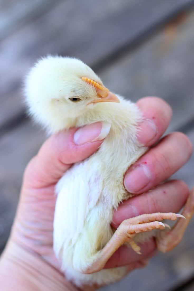 6 Ways To Sex Baby Chicks