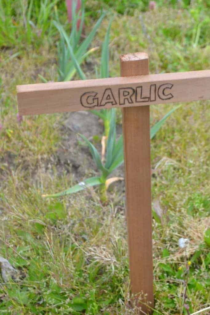 DIY garden markers for garlic