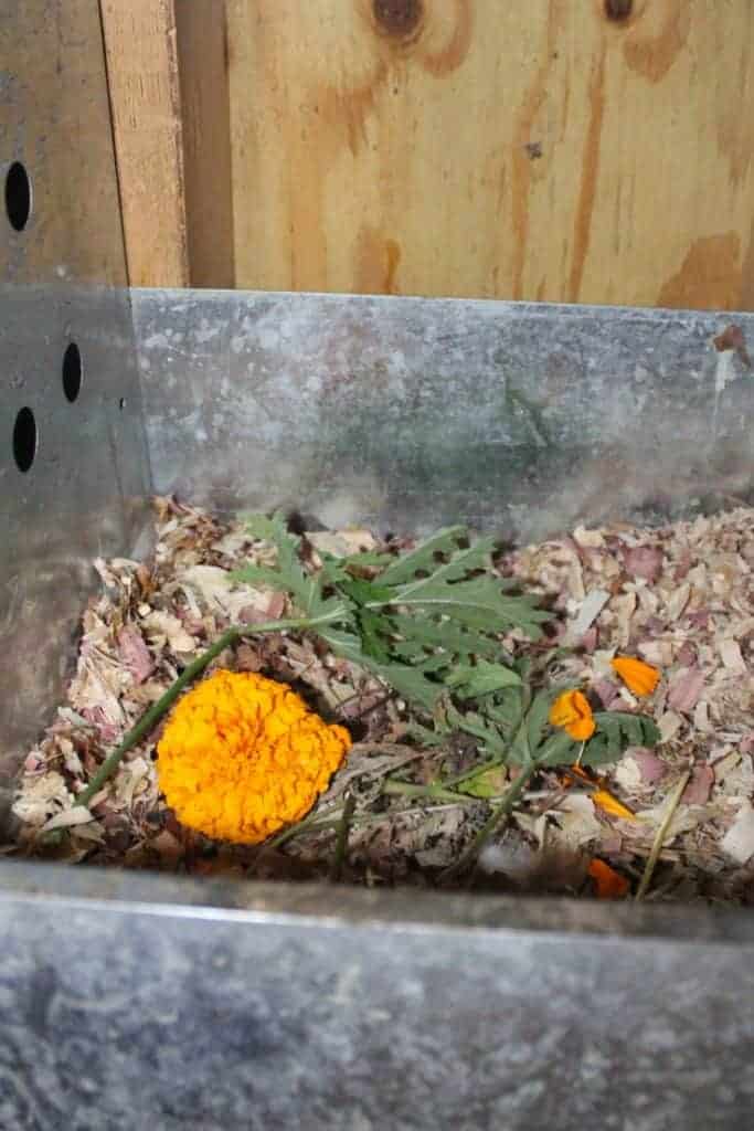 https://thefrugalchicken.com/wp-content/uploads/2018/05/Ways-To-Keep-Flies-Gnats-And-Mosquitoes-Off-Your-Chickens-marigold-and-citronella-683x1024.jpg