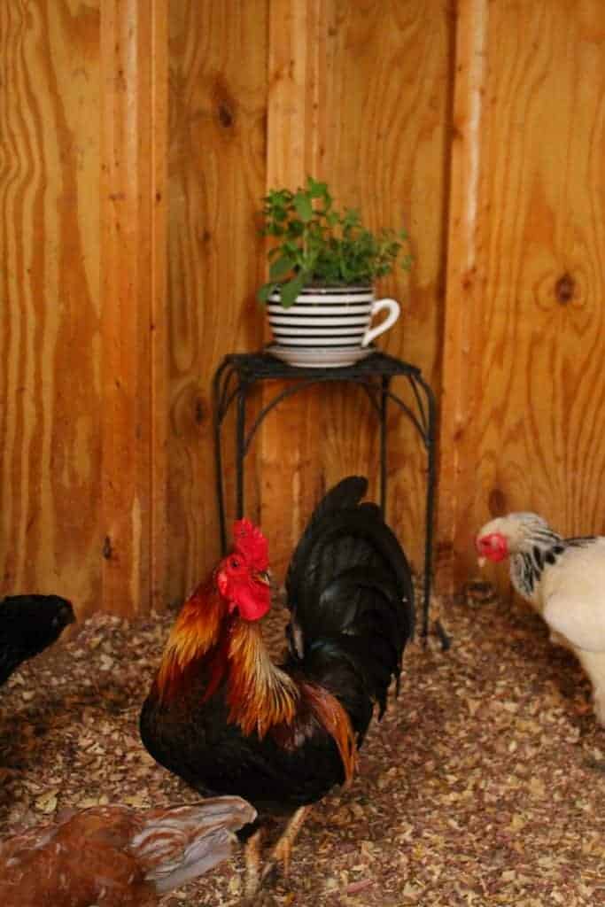 Ways To Keep Flies, Gnats, And Mosquitoes Off Your Chickens