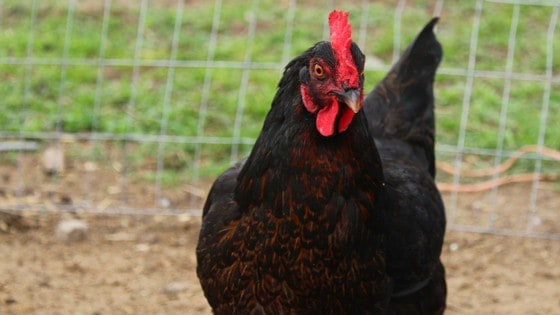 6 All-Natural Ways To Keep Flies, Gnats, And Mosquitoes Off Your Chickens