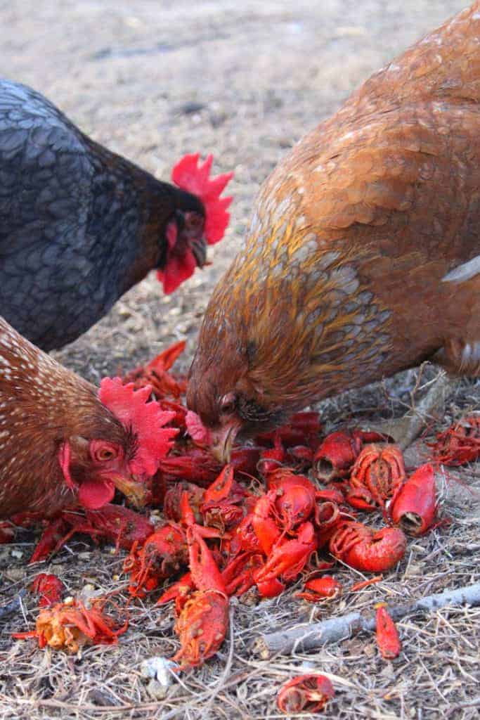 What do chickens eat araucana chicken crawfish