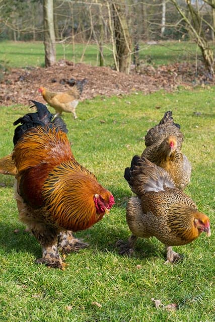 What Do Chickens Eat Chickens Foraging