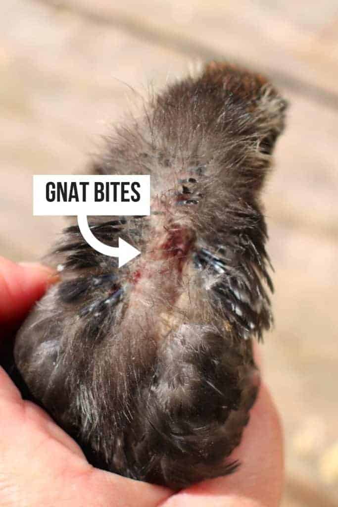 https://thefrugalchicken.com/wp-content/uploads/2018/05/baby-chicken-bit-by-gnats-683x1024.jpg