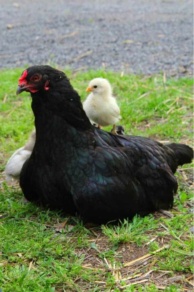 frugal feeds chicken water feeder hacks