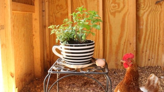 Try This Adorable DIY Herb Pot for Healthier Backyard Chickens!