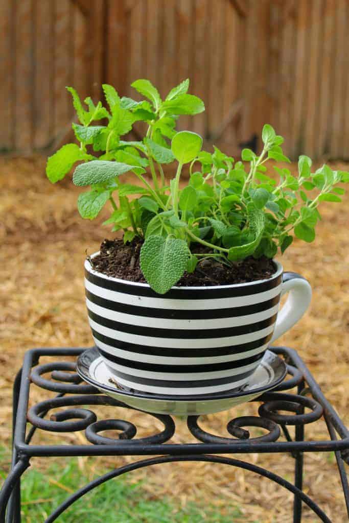 Herb Pot For Chickens On Iron Table