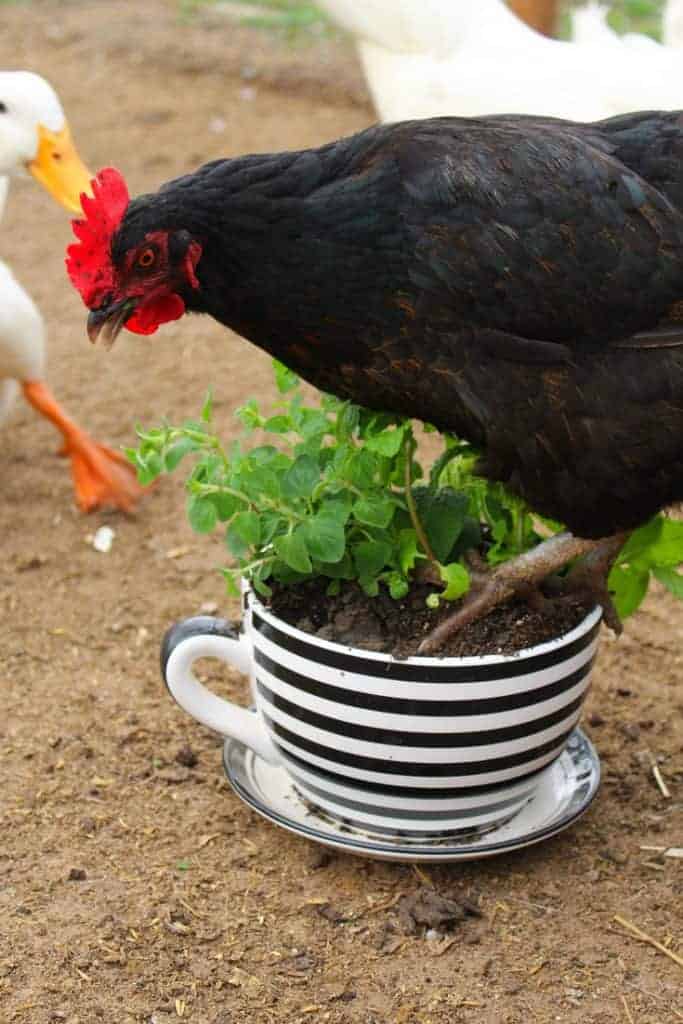 Backyard chicken herb pot