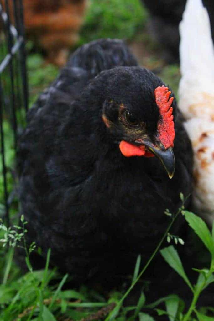 what to do in your chicken coop in june