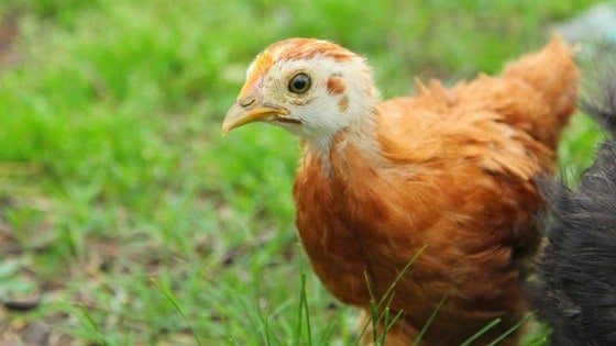 What To Do In Your Coop In May! [Checklist]