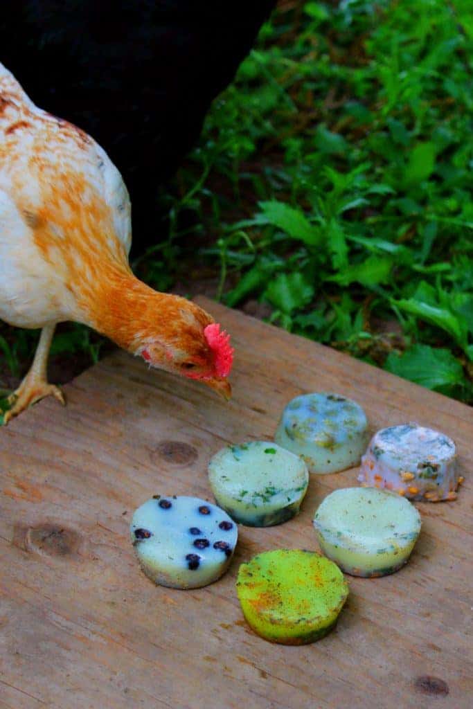 Chicken eating frozen suet cakes