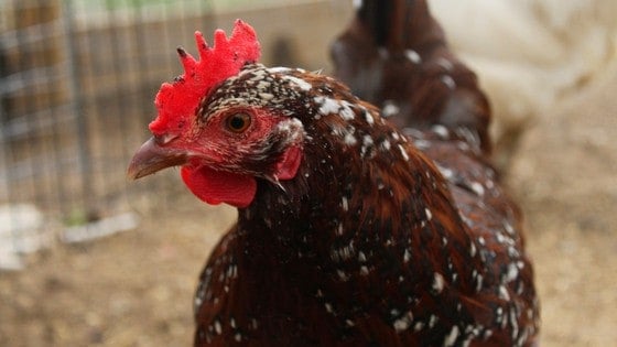 What To Do In Your Chicken Coop In June!