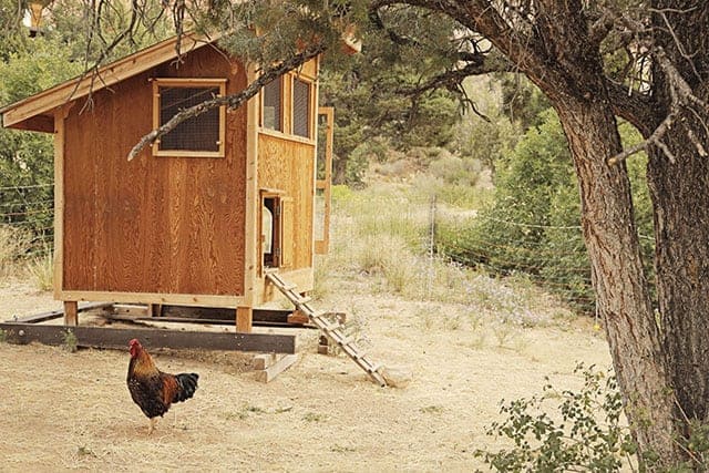 wooden chicken coop