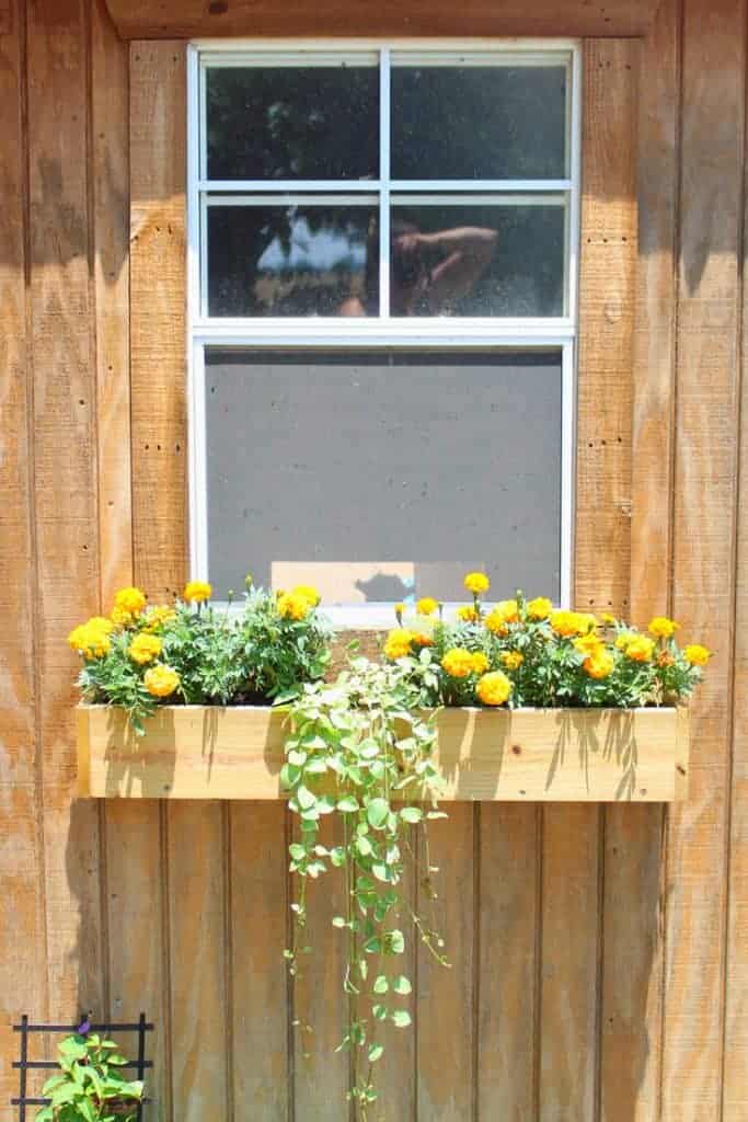 Backyard chicken coop window installation tutorial