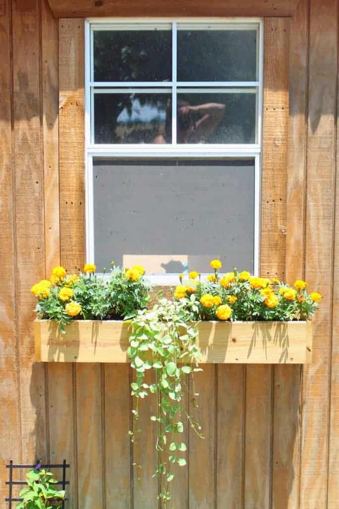 Backyard chicken coop window