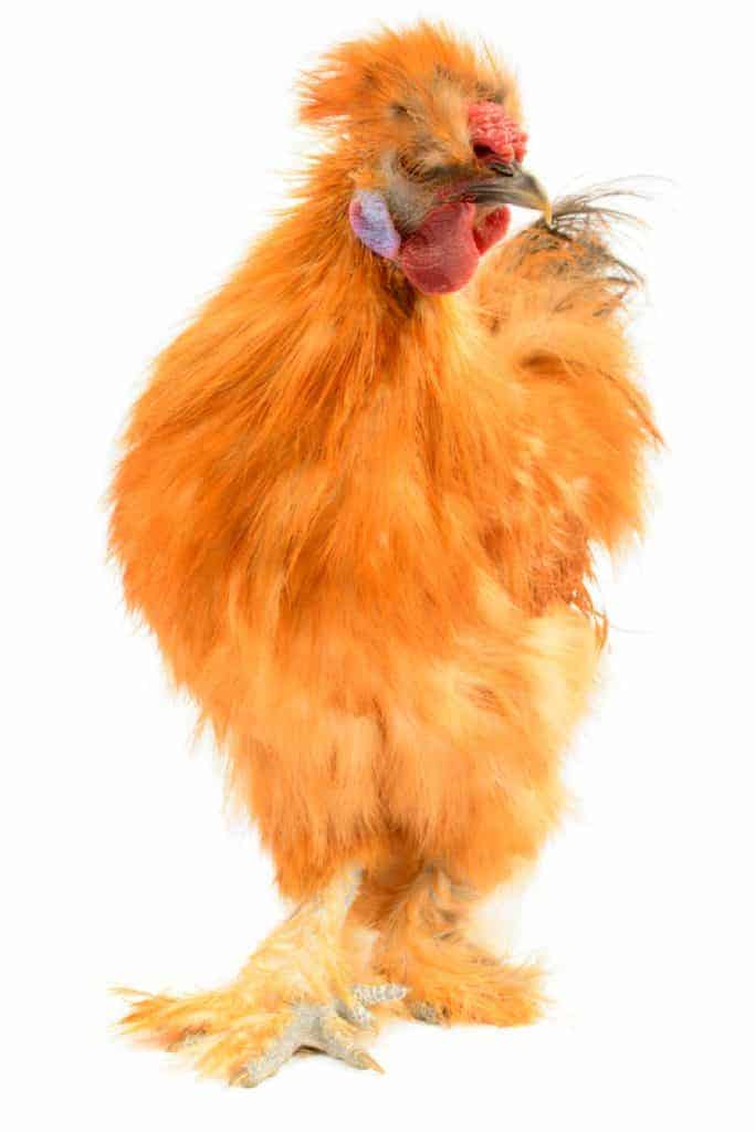 Silkie Chickens Pet Facts Fiction Pampered Chicken Mama