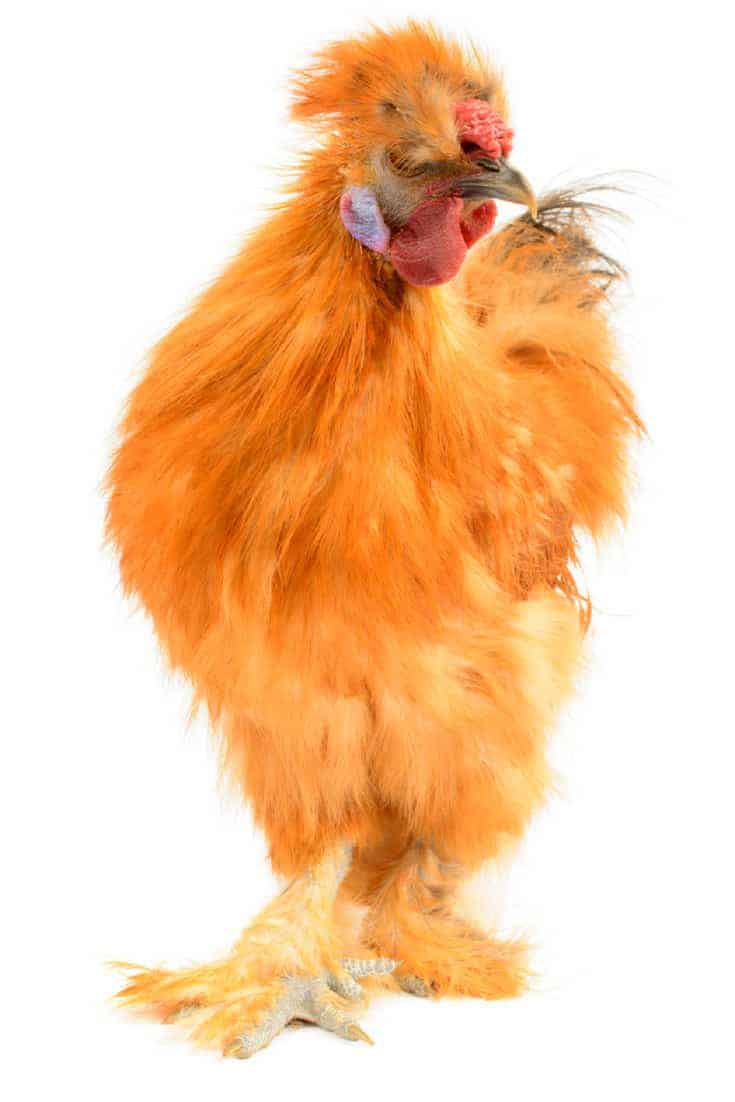 Silkie chicken pet facts and fiction