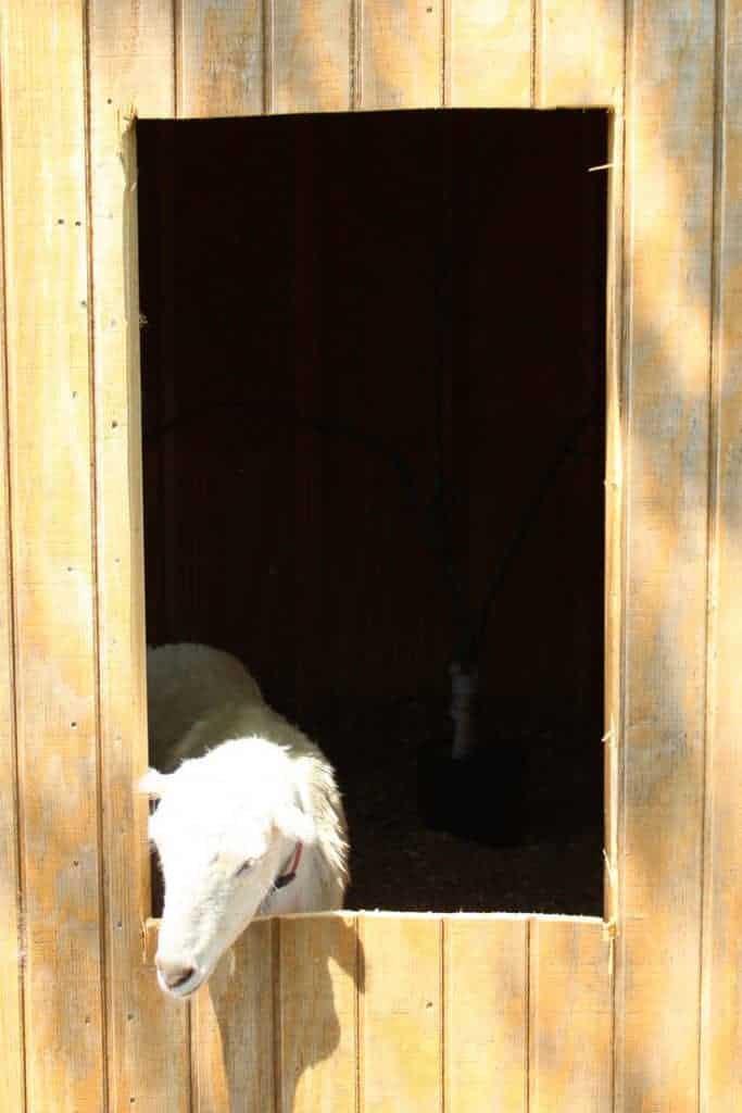 Backyard chicken coop window 