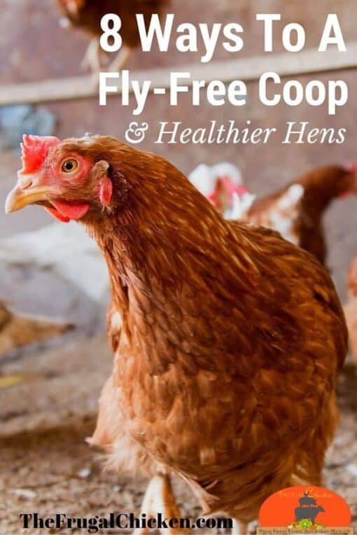 Get Rid Of Flies In Your Chicken Coop For Happier Hens!