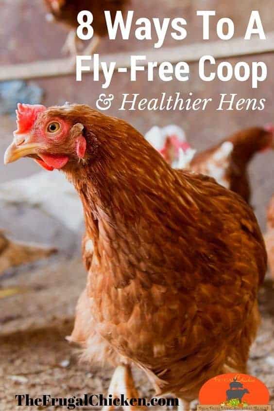 Get Rid Of Flies In Your Chicken Coop For Happier Hens ...