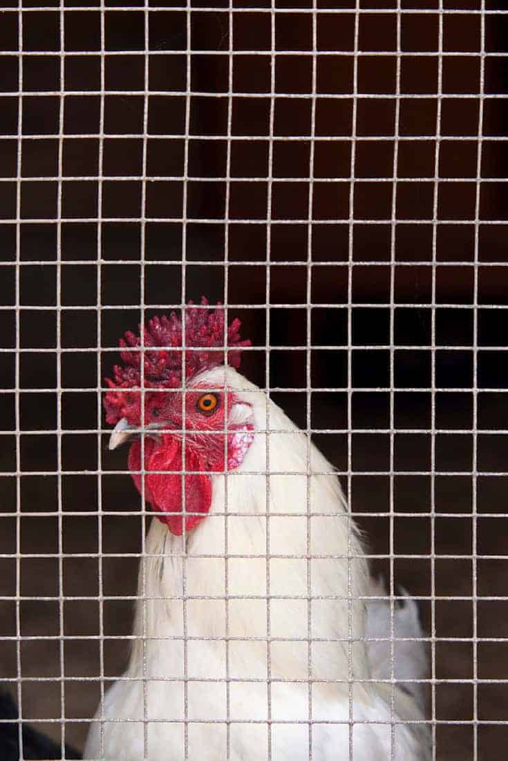 hardware cloth chicken wire | Pampered Chicken Mama ...