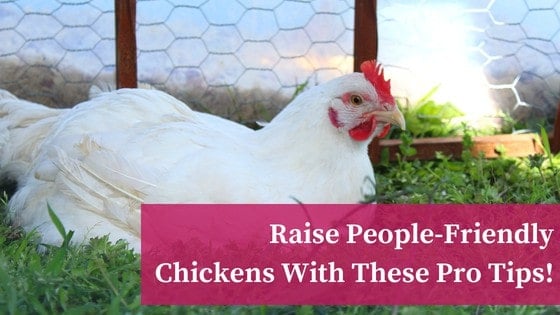How To Raise People Friendly Chickens