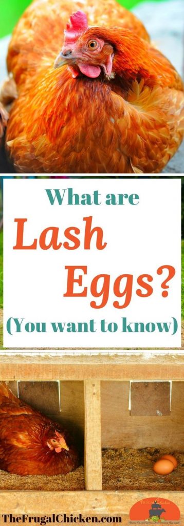 Lash Eggs