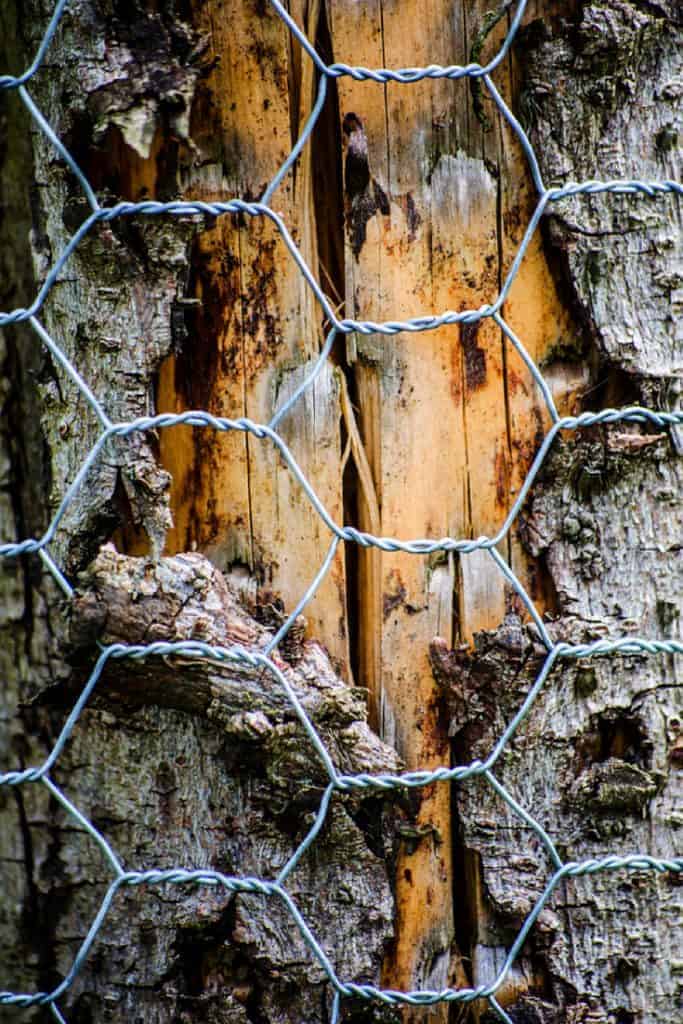 What Chicken Wire Is Best For A Coop