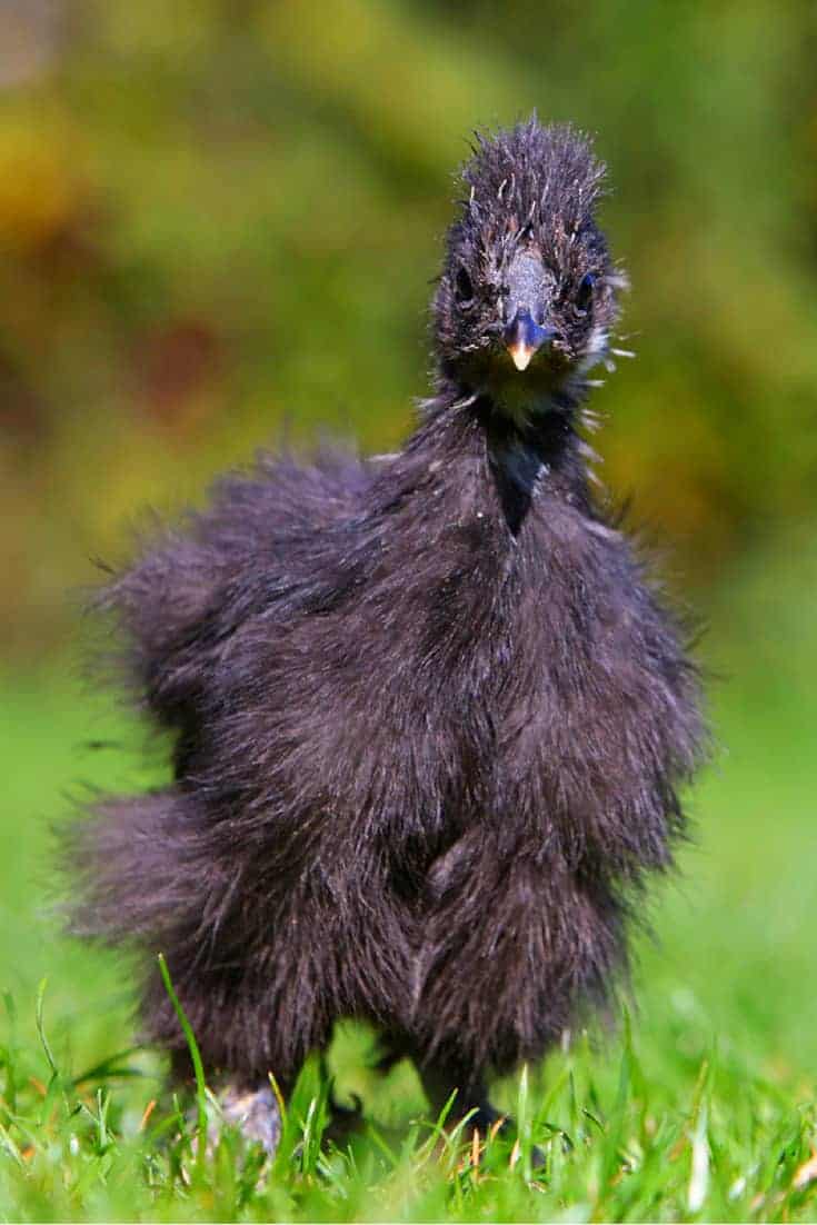 silkie colors