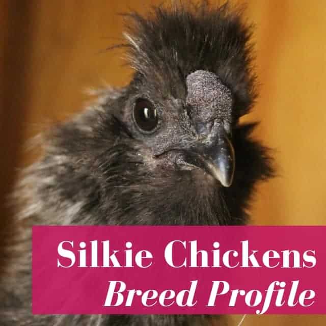 Silkie Chickens: Pet Facts & Fiction